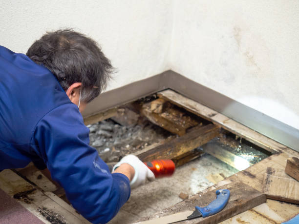 Best Certified Mold Removal  in Philipsburg, PA