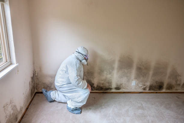 Best Toxic Mold Removal  in Philipsburg, PA