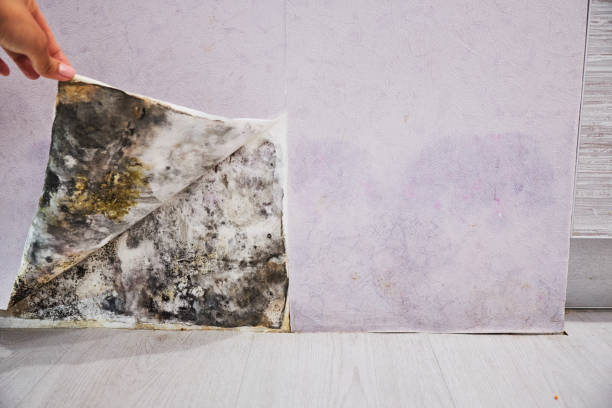 Best Office Mold Removal Services  in Philipsburg, PA